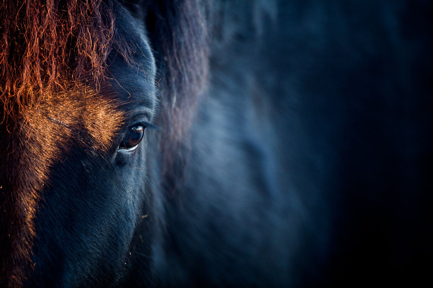 Wallpaper #CR2YLJMBlOZrFDOk0ssm14 Horse Print Photography Black Horse Face Horse Eye Close