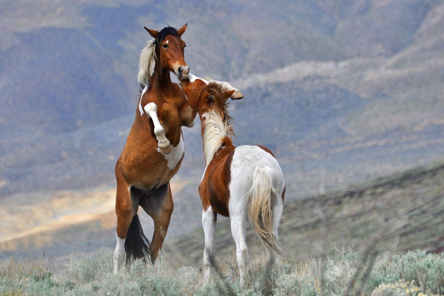 Wallpaper #hHP9ho4BFI5NbQksJSBe19 Wild Horse Fine Art Wild Mustangs Fighting Horse Art