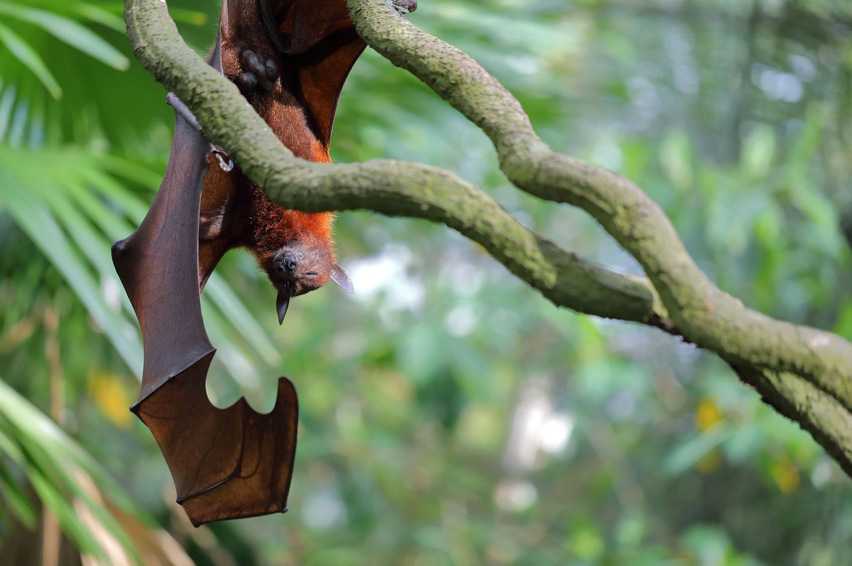 Wallpaper #2mdTDJMBSpphPi3-nt1P389 Why Do Bats Sleep Upside Down News La Trobe University