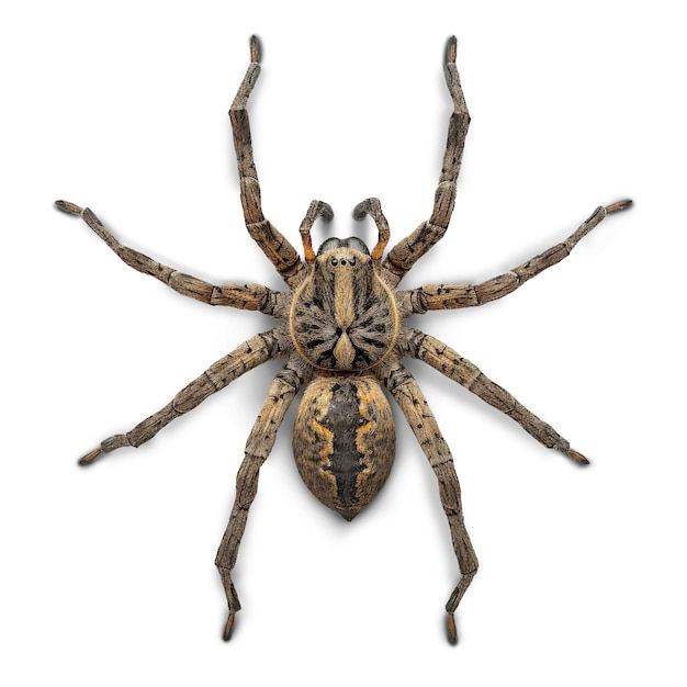 Wallpaper #71bf1 Pin by Kayleigh on Spider Drawings in 2024 Spiderman Drawing