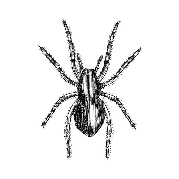 Wallpaper #71bf1 Pin by Kayleigh on Spider Drawings in 2024 Spiderman Drawing