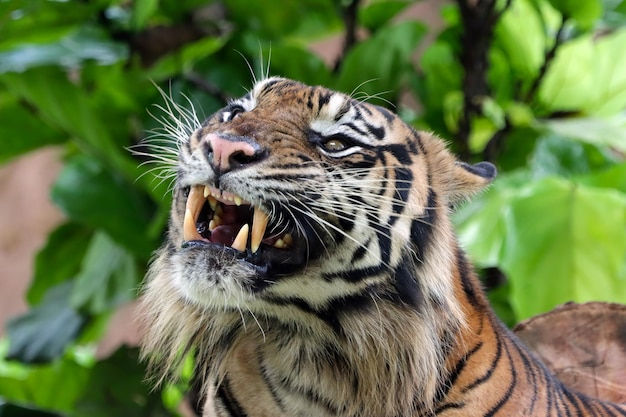 Wallpaper #JneBJ5MB-pgBXx60B6YM227 Angry Tiger Side Face