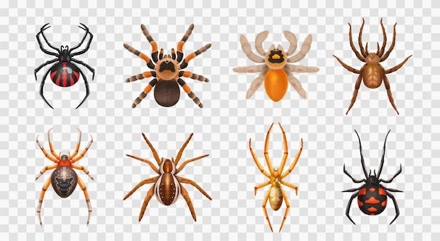 Wallpaper #32cVEZMBSpphPi3-sfVC158 Premium Vector Realistic Spiders Transparent Icon Set with Different
