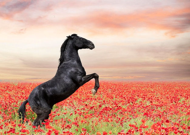 Wallpaper #-2cU-ZIBSpphPi3-KovY167 Premium Photo Black Horse Rearing in a Field of Poppies