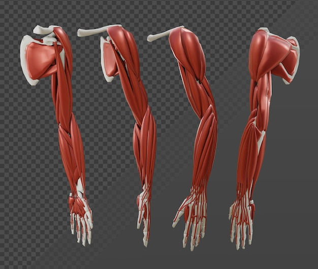 Wallpaper #ZGesEZMBSpphPi3-z_j5190 Premium Psd 3D Rendering Anatomy of Human Body Parts Arm Muscles and