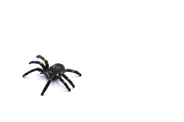 Wallpaper #HfQqOpMBKFX8bn3rhHgw25 Premium Photo Plastic Toy Spider Top View Isolated on a White Background