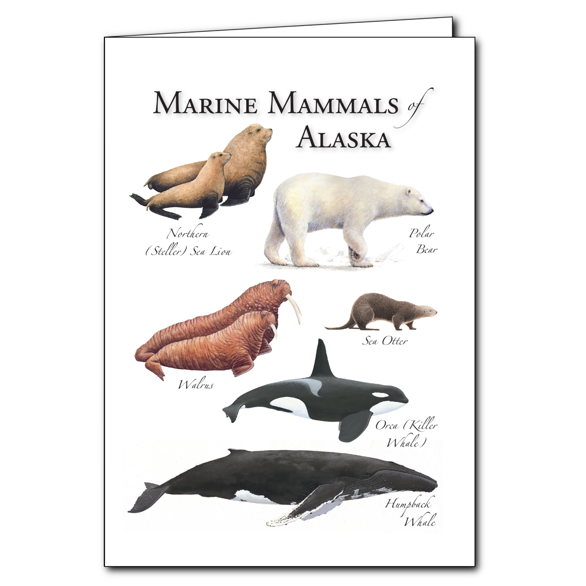 Wallpaper #dx2vLJMBlOZrFDOkYst5338 Marine Mammals List