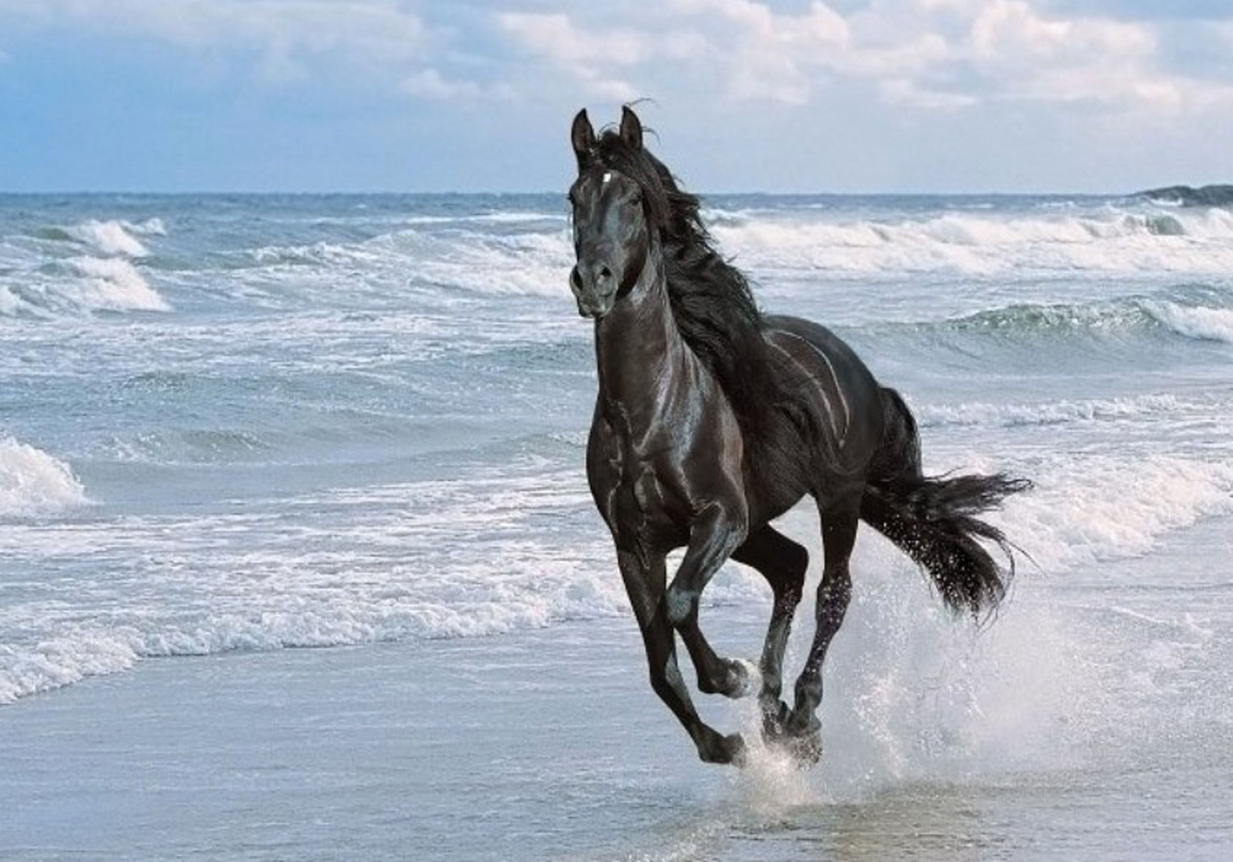 Wallpaper #-x2ULJMBlOZrFDOkz8qk252 The Arabian Horse Arabian Horses Photo 41532968 Fanpop