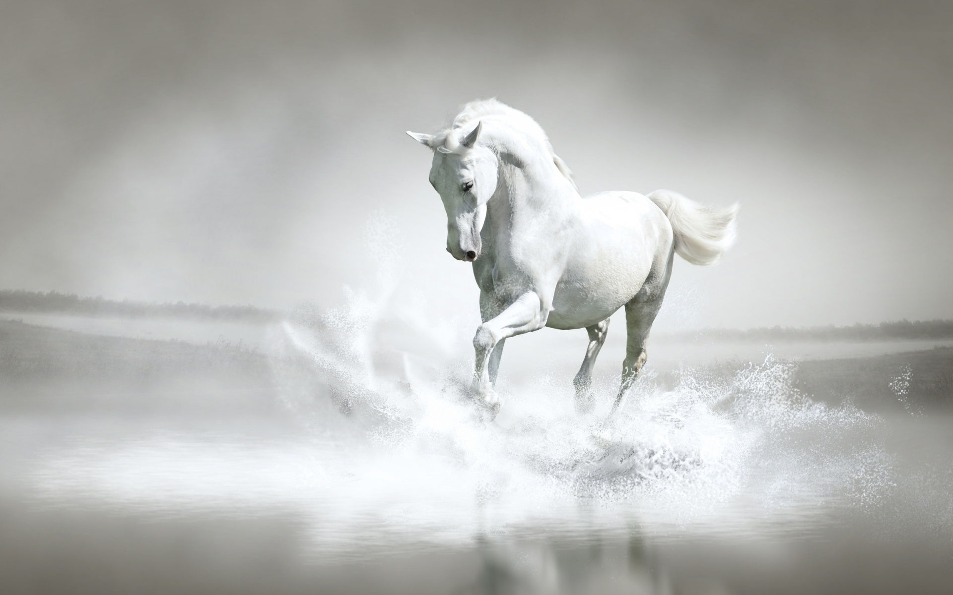 Wallpaper #8h2ULJMBlOZrFDOkIMqE169 Stunning White Horse White Photo 34727461 Fanpop
