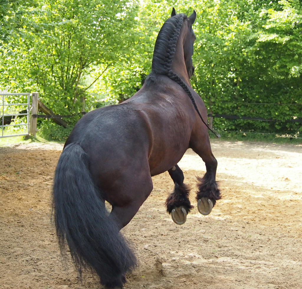 Wallpaper #-2cU-ZIBSpphPi3-KovY130 Black Horse Frisian Rearing Back View by Nexu4 on Deviantart