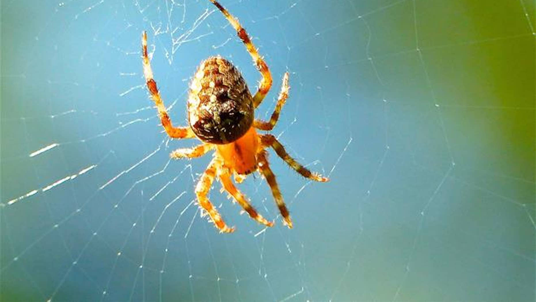 Wallpaper #mWfS_JIBSpphPi3-N5nl169 Spiders Can Hear You Walking and Talking Fox News