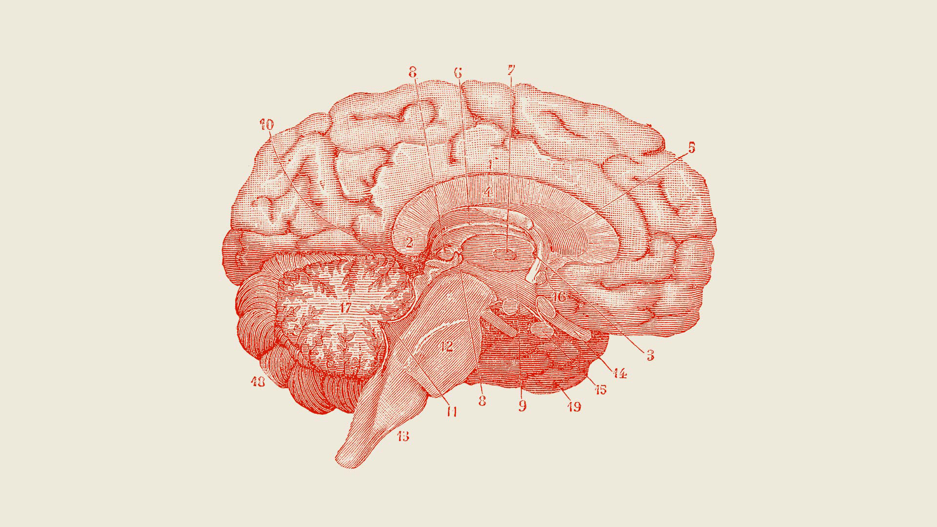 Wallpaper #QmhGGZMBSpphPi3-6haA225 How to Hack Your Nervous System for Greater Success According to a