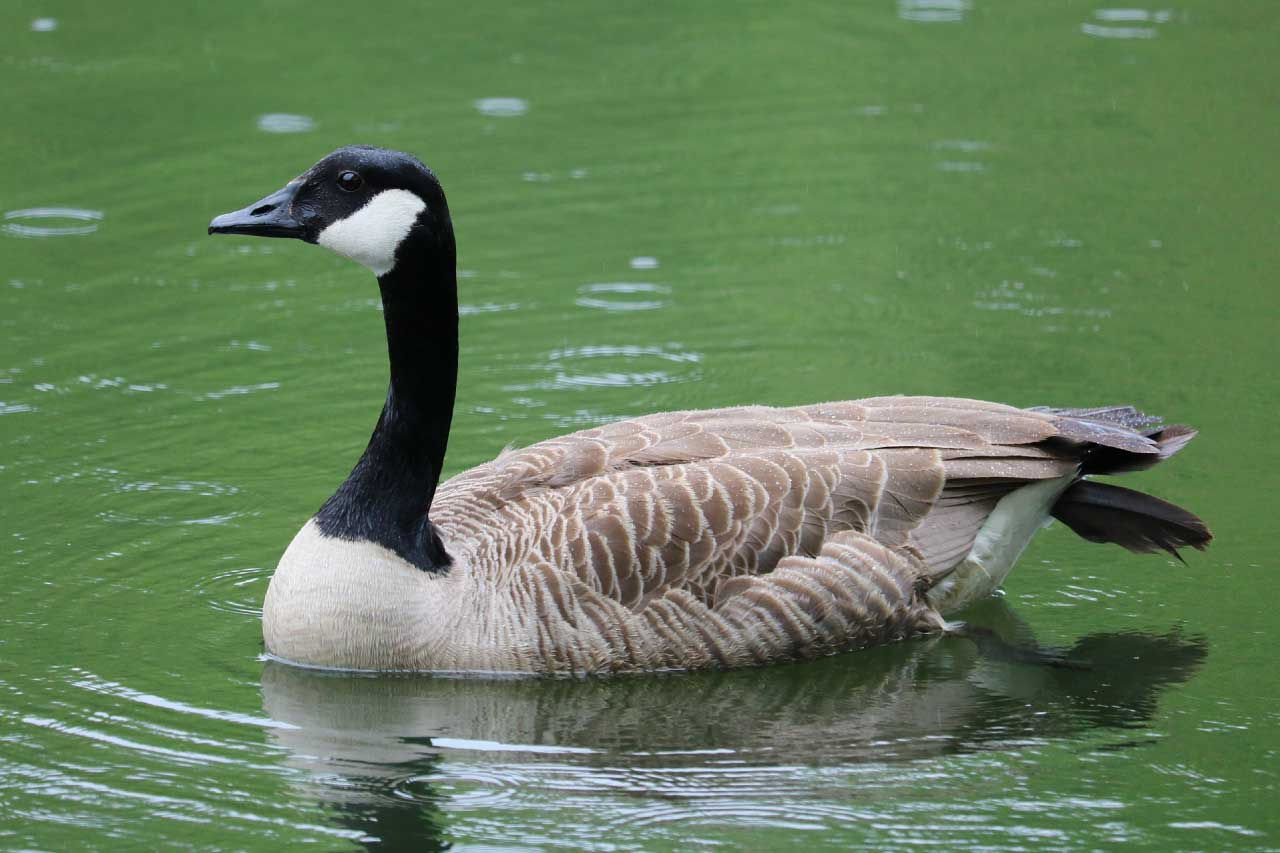 Wallpaper #4334F Canada Goose Migration a Complete Guide Birdfact