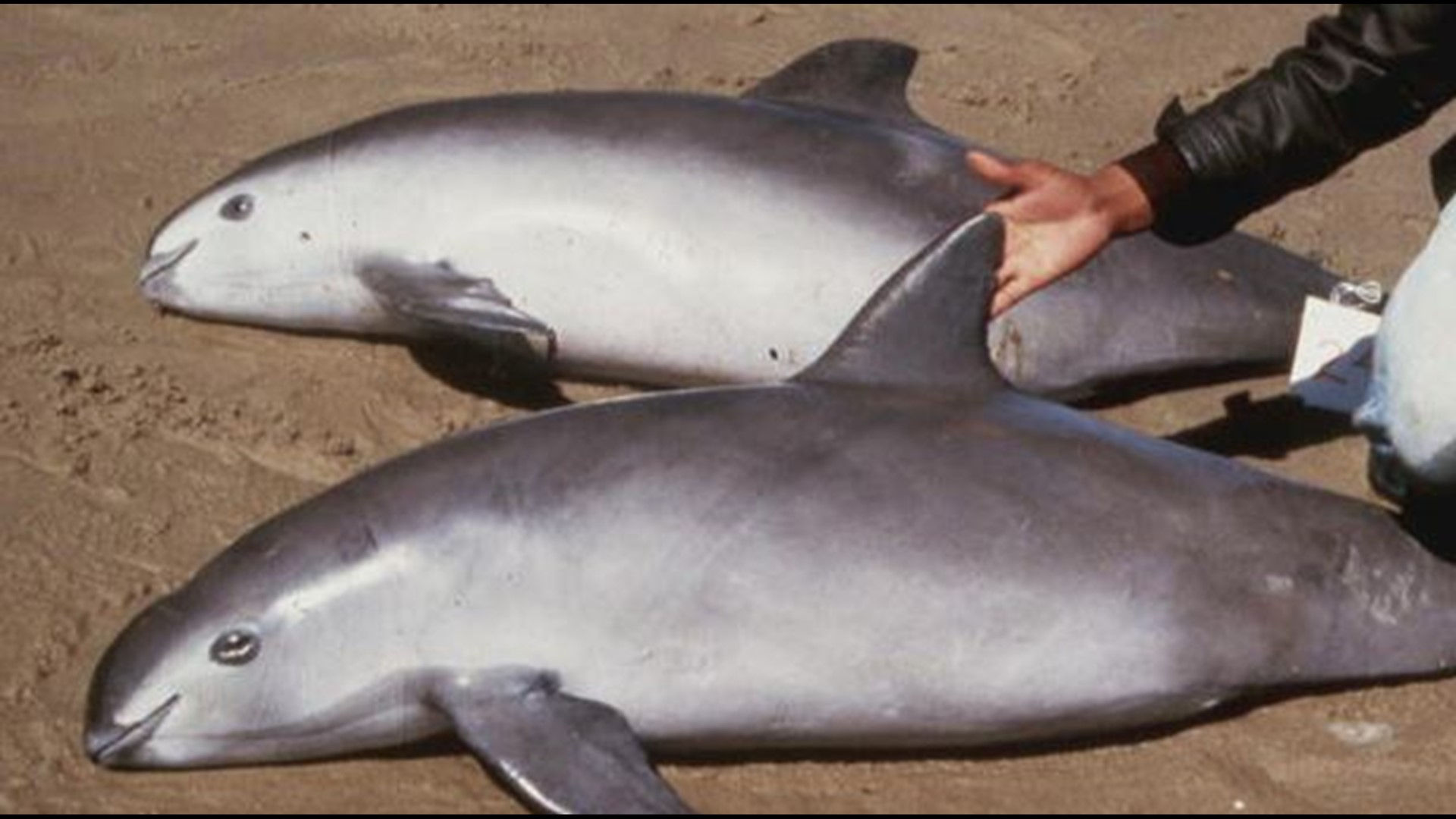 Wallpaper #dx2vLJMBlOZrFDOkYst5285 Scientists Are Desperately Trying to Save the Worlds Rarest Marine