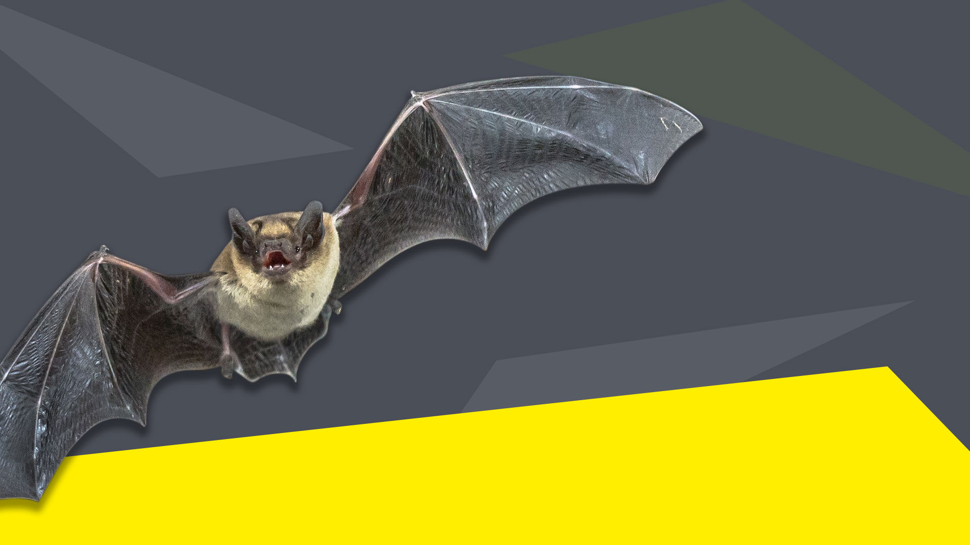 Wallpaper #uGcKC5MBSpphPi3-5NdM269 Bat Removal Exclusion Services Wildlife Control Pest End