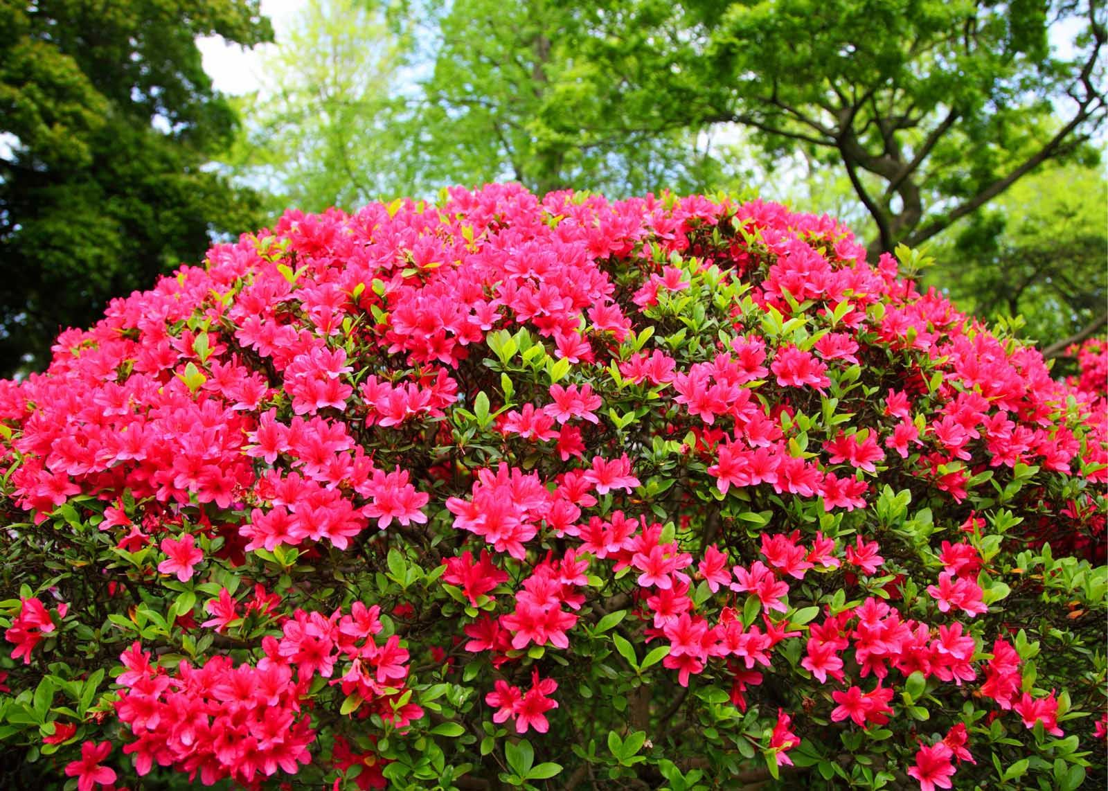 Wallpaper #A26DC Low Flowering Shrubs for Shade Fanny Healthy Life