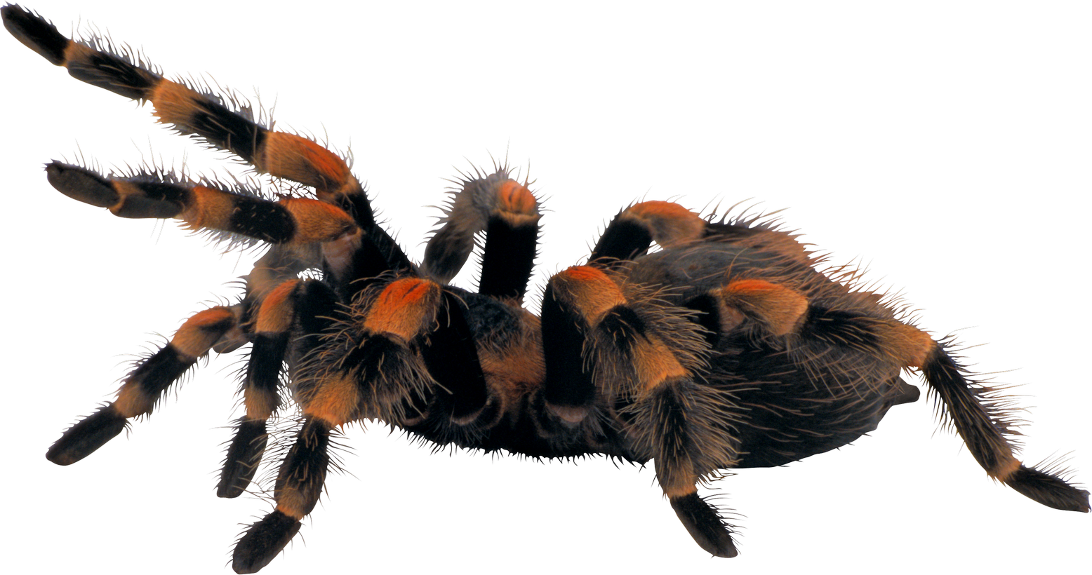 Wallpaper #n2GfLpMB3VrvfBrRMSSm42 Spider Png Image Purepng Free Transparent Cc0 Png Image Library