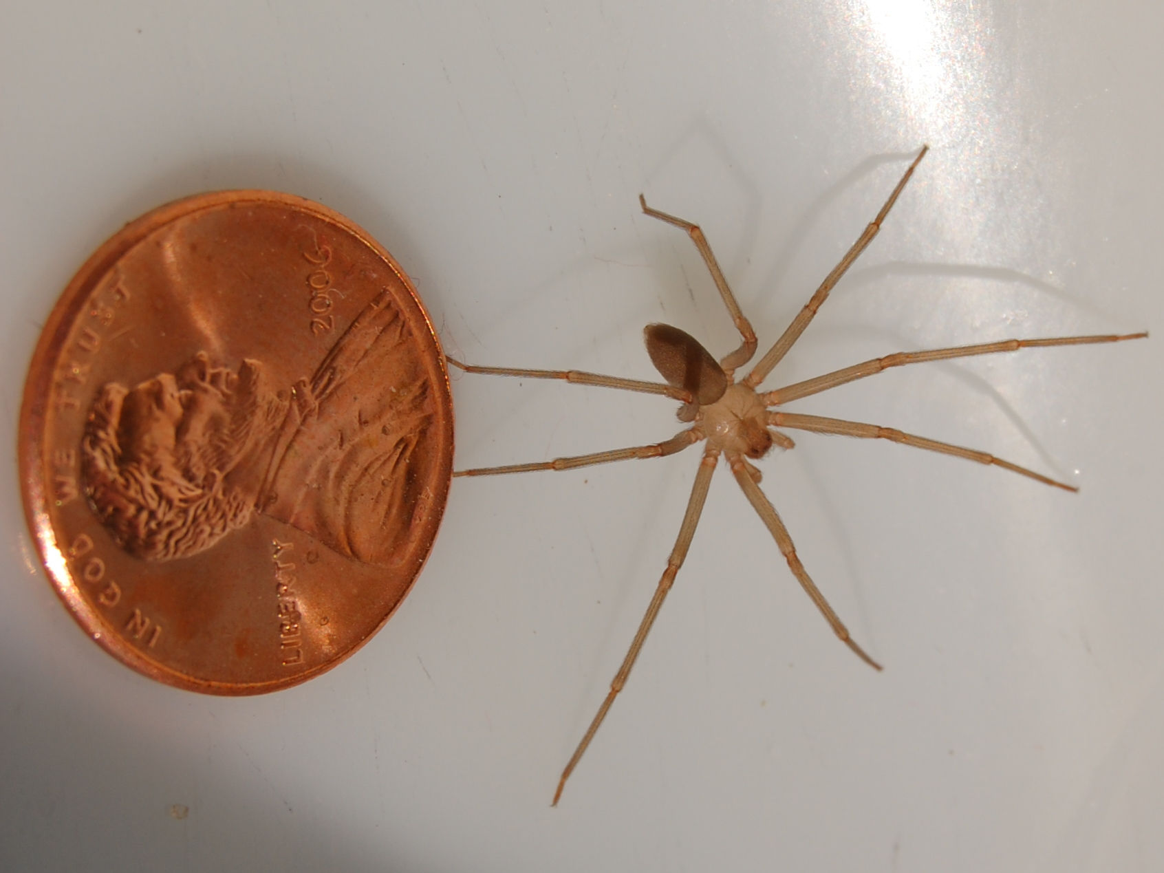 Wallpaper #ce6bd Giant Spider on the Ceiling of an Abandoned Psychiatric Hospital R