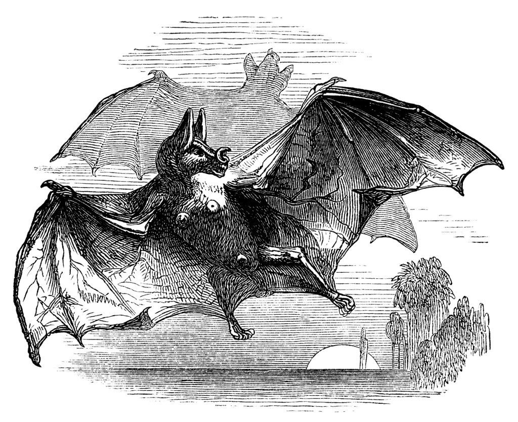 Wallpaper #r3KDMpMBX2lk1u3ogFrF168 Vampire Bat Free Vintage Clip Art the Old Design Shop