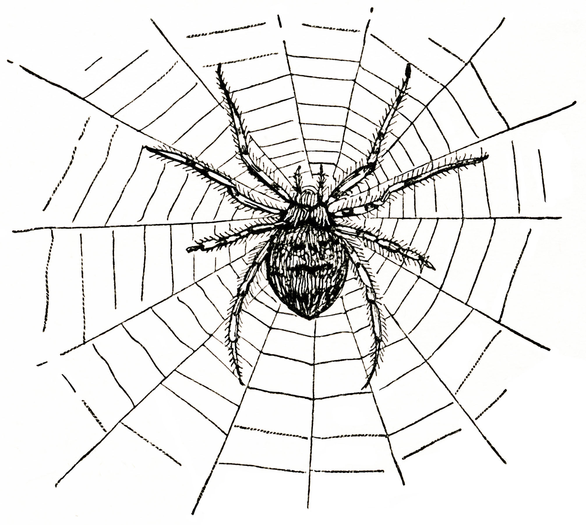 Wallpaper #MmhtGpMBSpphPi3-Uxyl357 Spider and Spiderweb the Old Design Shop