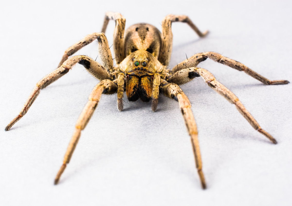 Wallpaper #ce6bd Giant Spider on the Ceiling of an Abandoned Psychiatric Hospital R