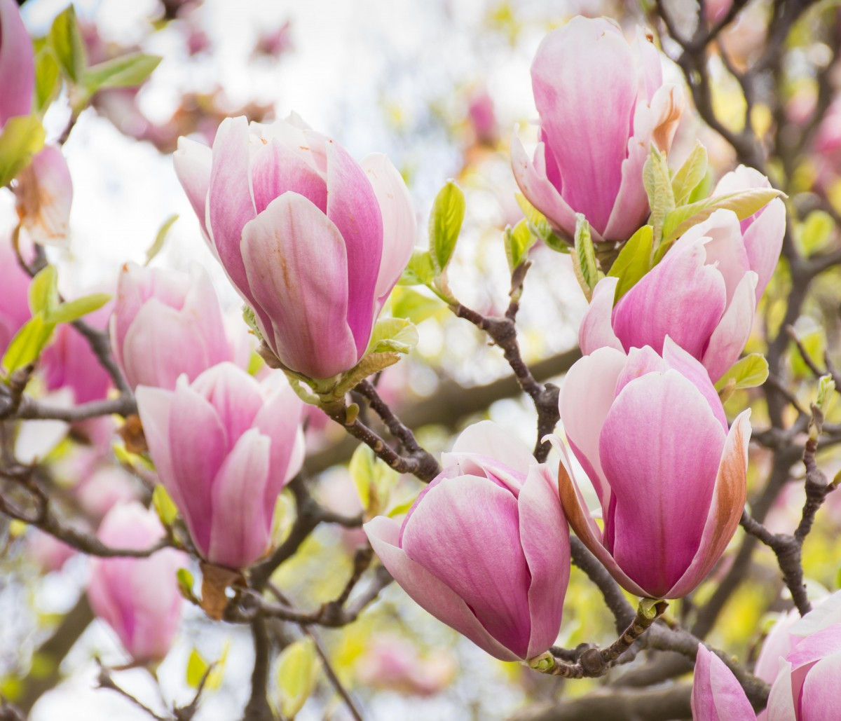 Wallpaper #35F56 Pink Magnolia Trees Crazy for Gardening