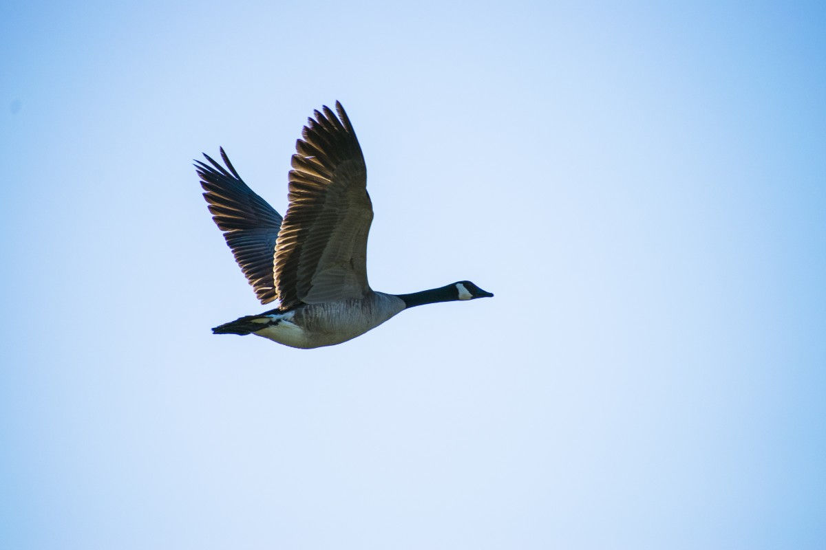 Wallpaper #4334F Canada Goose Migration a Complete Guide Birdfact