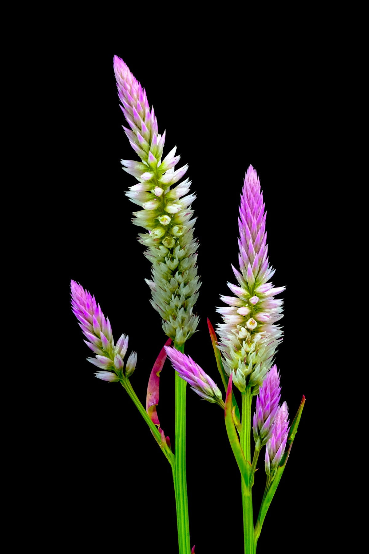 Wallpaper #dJ_uWZMBcUVgGJNourKr418 Free Images Natural Flower Pink Flora Vegetation Flowering Plant