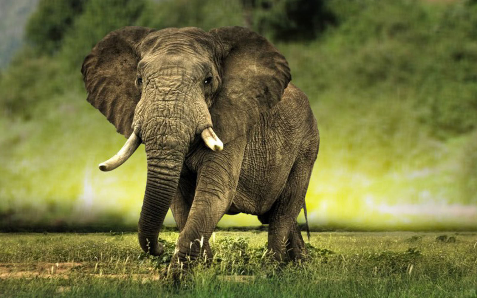 Wallpaper #sHfNJ5MB-pgBXx60h6cK154 Wallpaper African Elephant Wallpapers