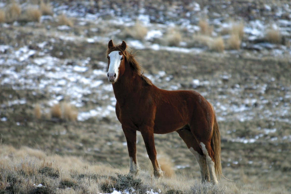Wallpaper #QX1m8I4Bnwiau_P65AaY8 HD Animals Wallpapers Mustang Horse Pictures