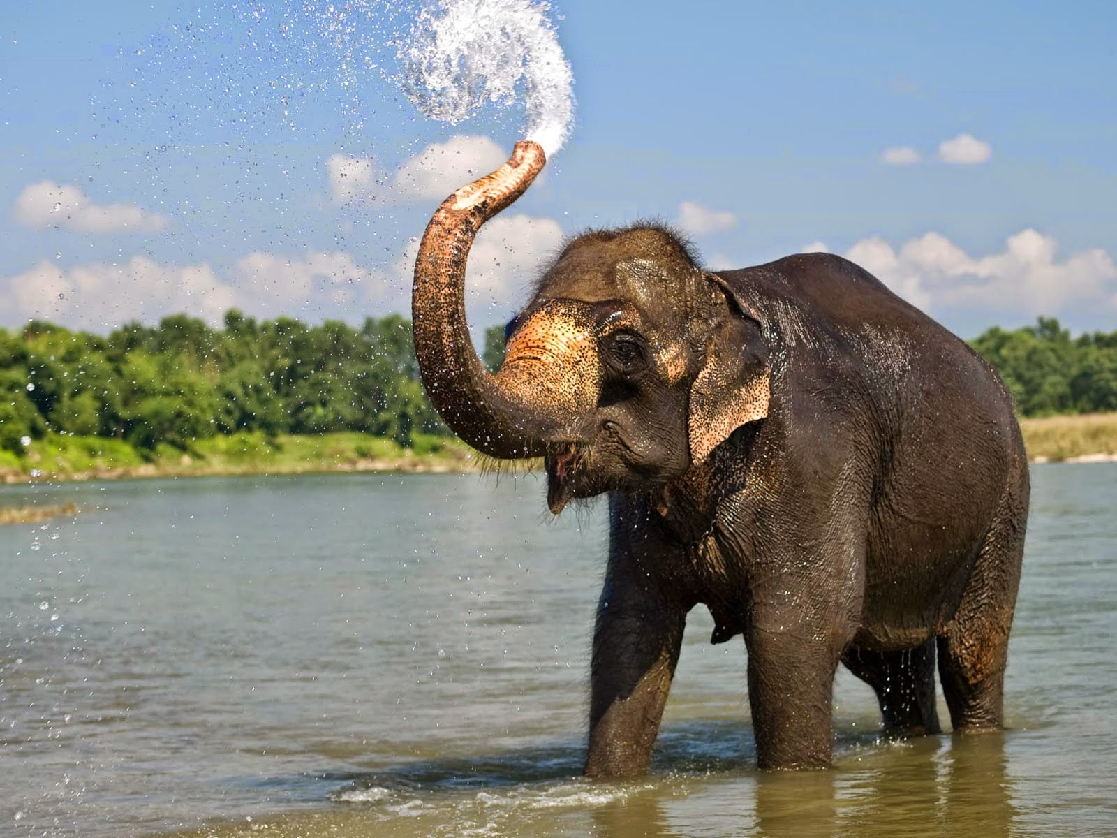 Wallpaper #sHfNJ5MB-pgBXx60h6cK147 Beautiful Elephant Images HD Wallpaper All 4u Wallpaper