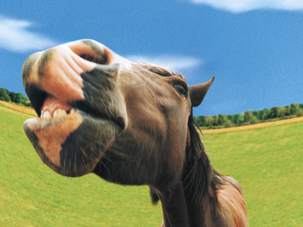 Wallpaper #QH1m8I4Bnwiau_P6ugZ435 Funny Horses Wallpapers Entertainment Only