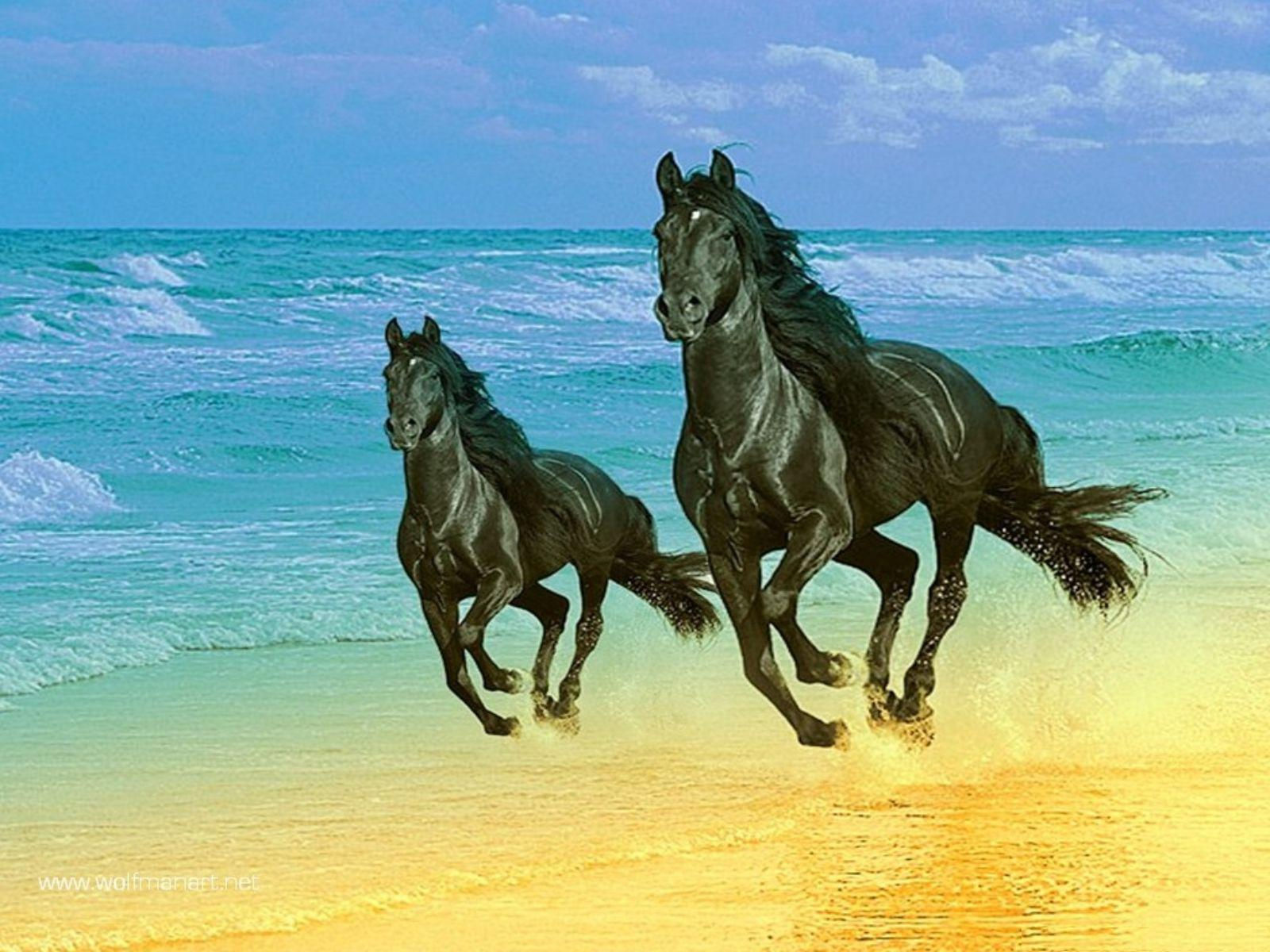 Wallpaper #bWfaEpMBSpphPi3-4_0h42 Black Horses Wallpapers Entertainment Only