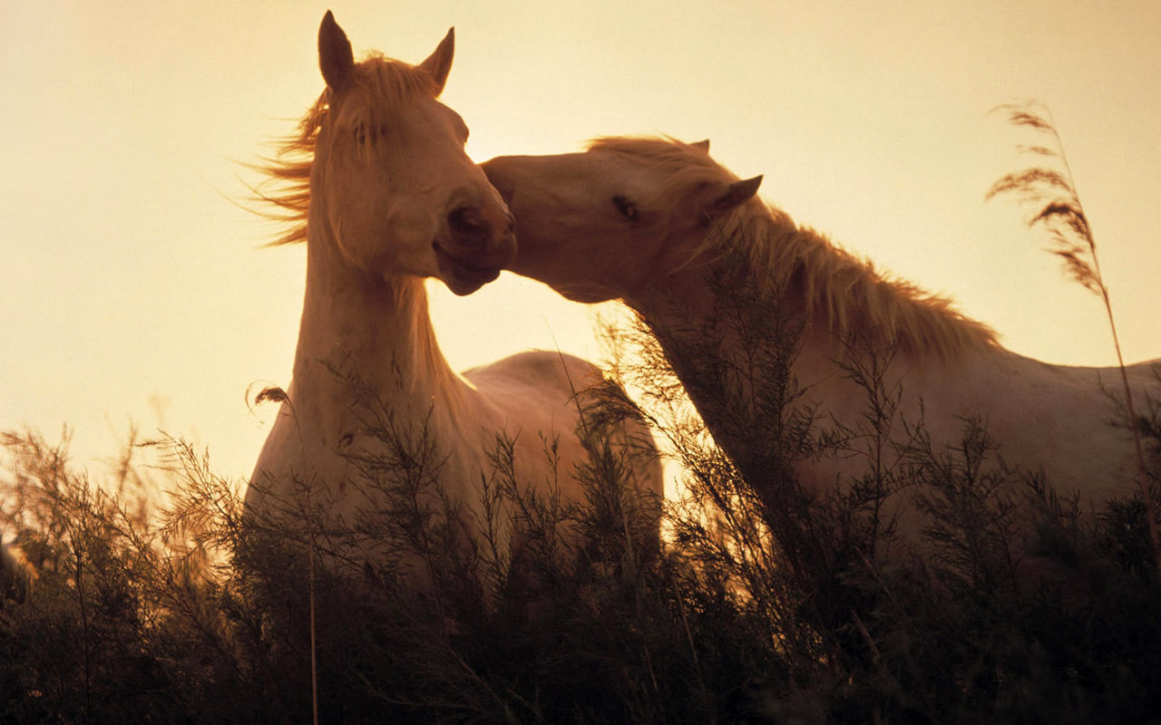 Wallpaper #9h2ULJMBlOZrFDOkbsoH301 HD Animals Wallpapers Horses Wallpapers for Desktop