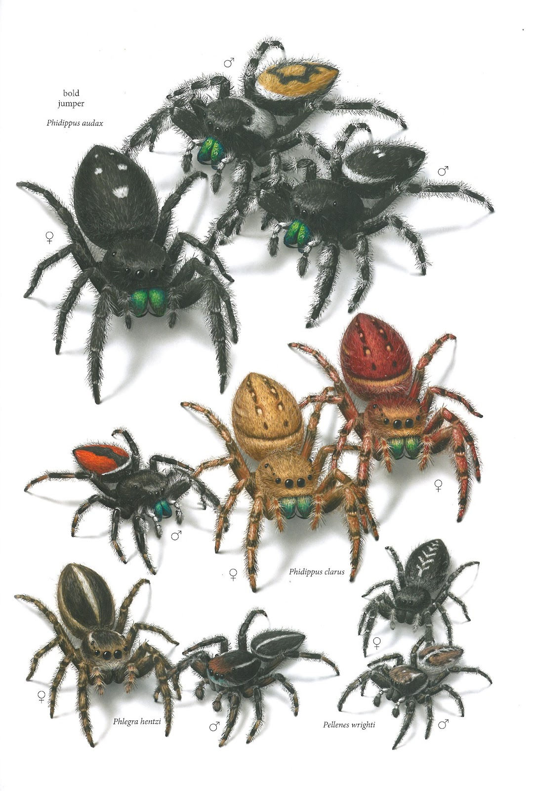 Wallpaper #32cVEZMBSpphPi3-sfVC268 New Book Common Spiders of North America