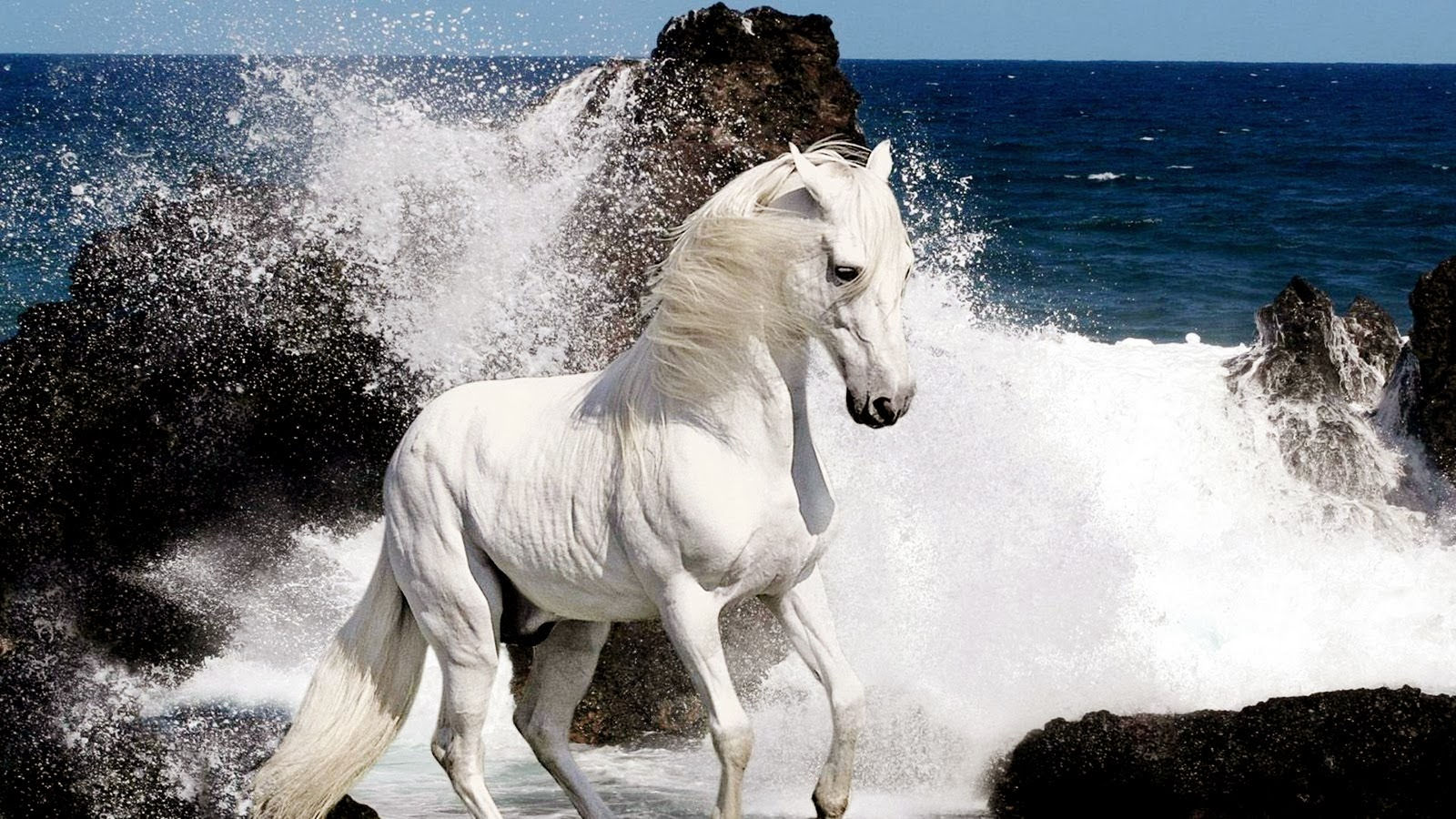 Wallpaper #8h2ULJMBlOZrFDOkIMqE158 White Horse Wallpapers Beautiful Desktop Wallpapers 2014