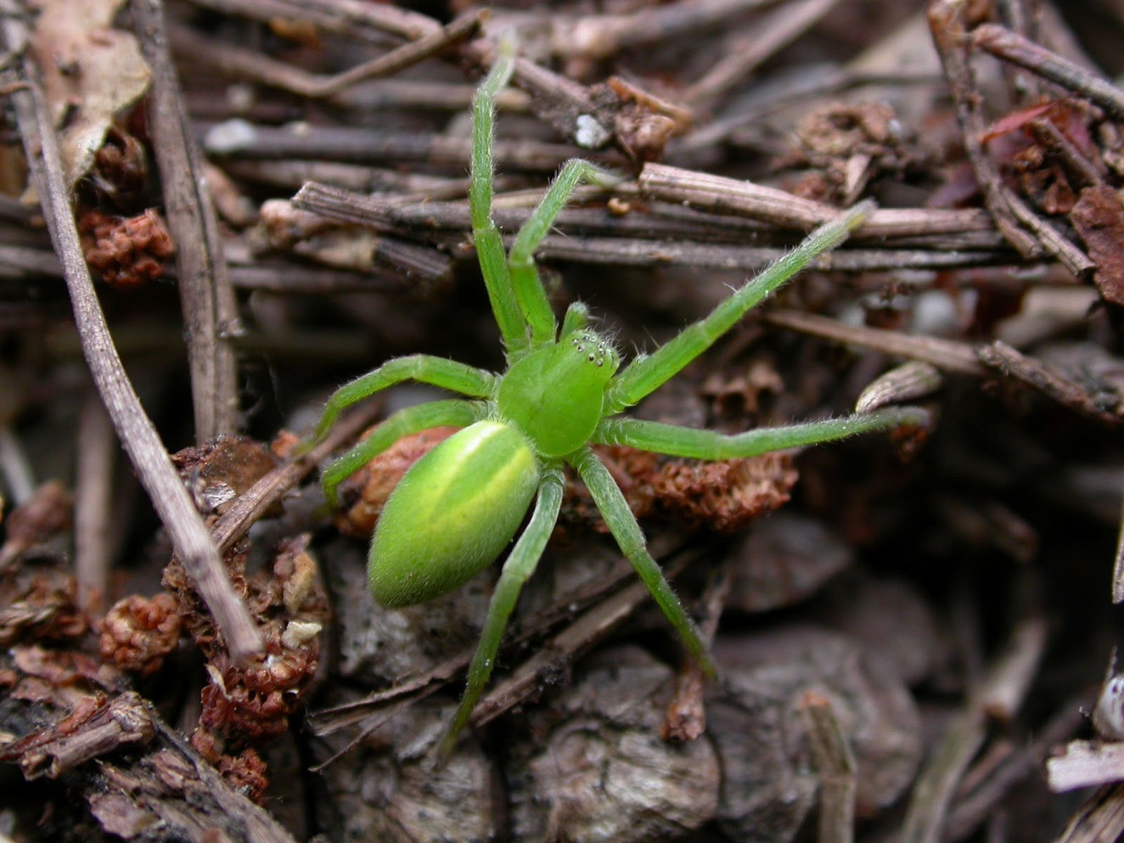 Wallpaper #-vQcOpMBKFX8bn3rt3dJ190 The Lyons Share Amazing Massive Luminous Green Spider