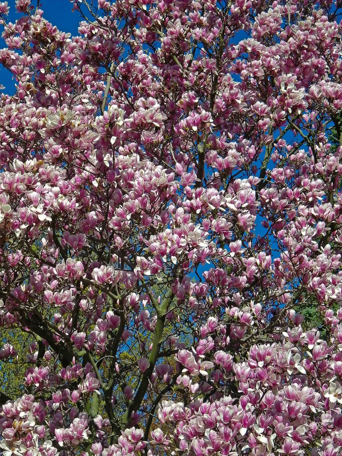 Wallpaper #35F56 Pink Magnolia Trees Crazy for Gardening