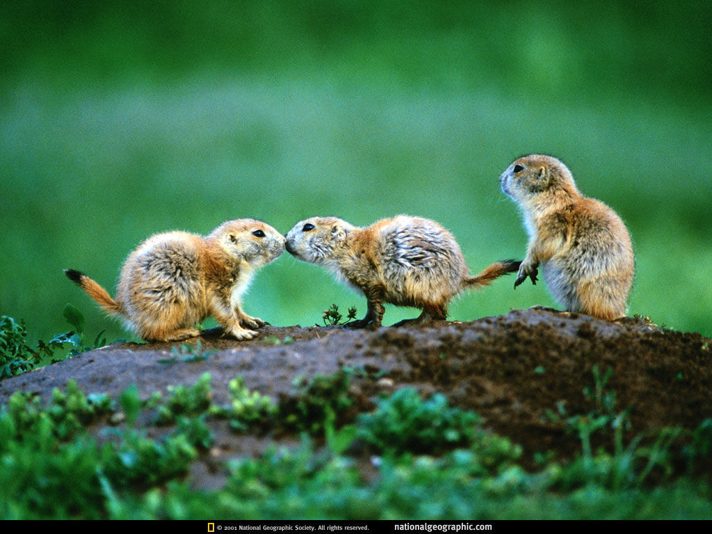 Wallpaper #uh25LJMBlOZrFDOkessc139 Unique Wallpaper 100 Most Famous National Geographic HD Wallpaper Part 3