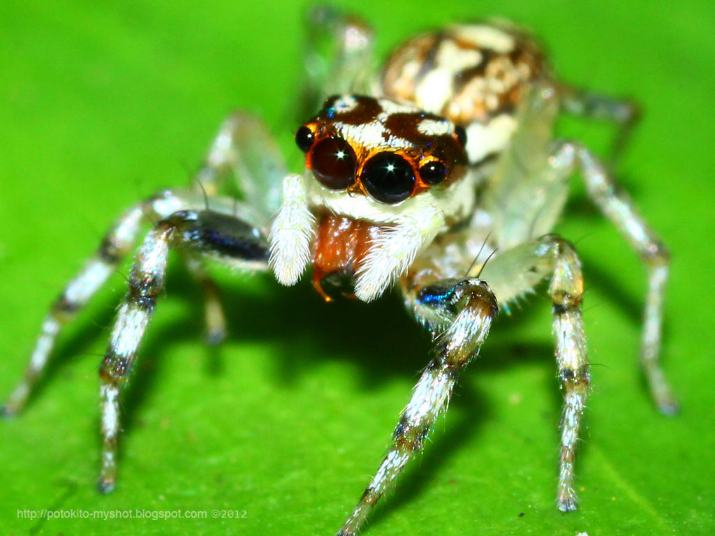 Wallpaper #wmfS65IBSpphPi3-9k4K39 My Shot Gallery of Bengkulu Chrysilla Versicolor Jumping Spider
