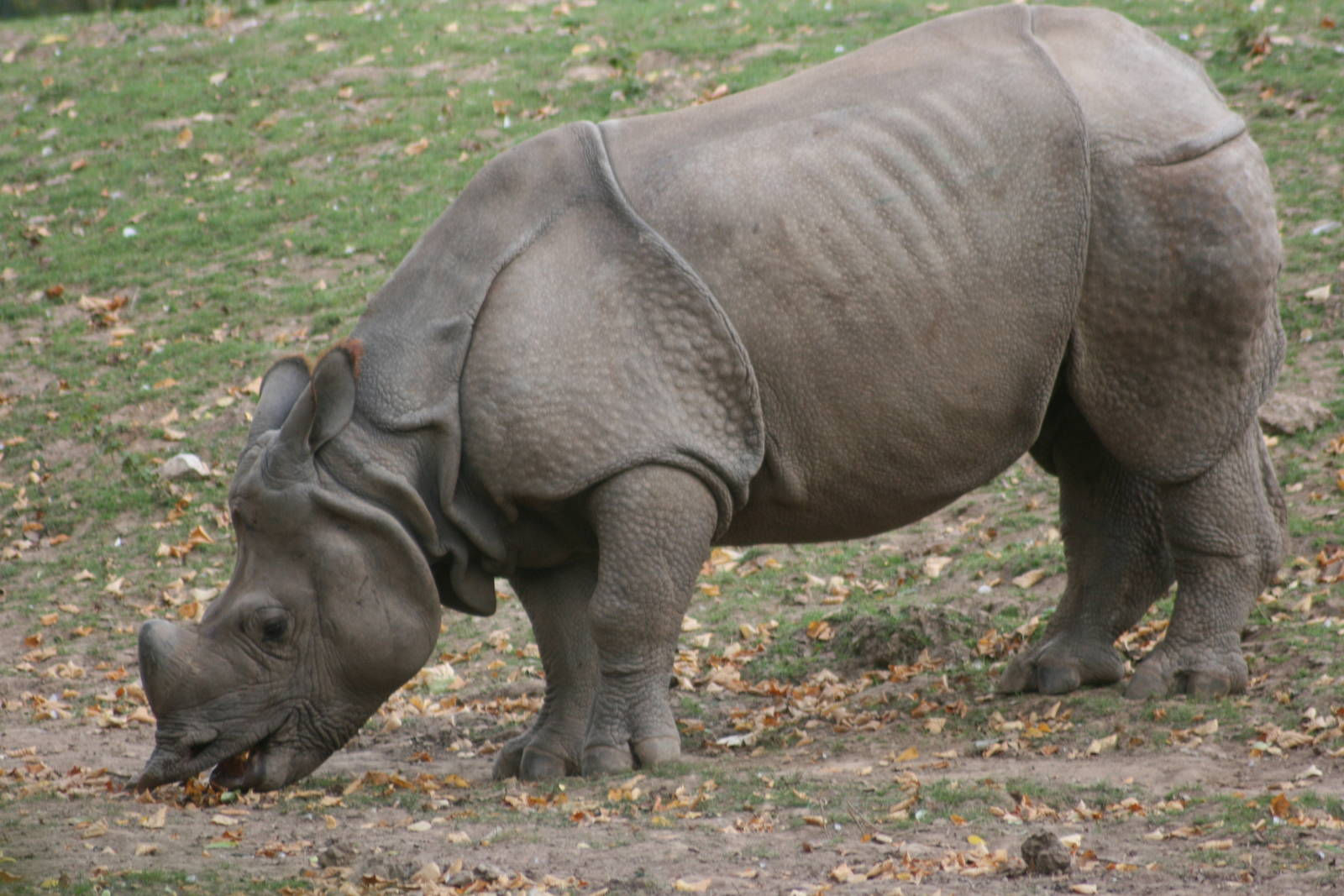 Wallpaper #dx2vLJMBlOZrFDOkYst5169 Rhinoceros World Biggest Mammal Wildlife of World