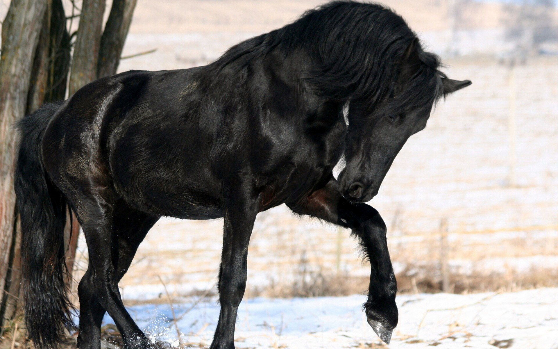Wallpaper #bWfaEpMBSpphPi3-4_0h62 Black Horse HD Wallpapers