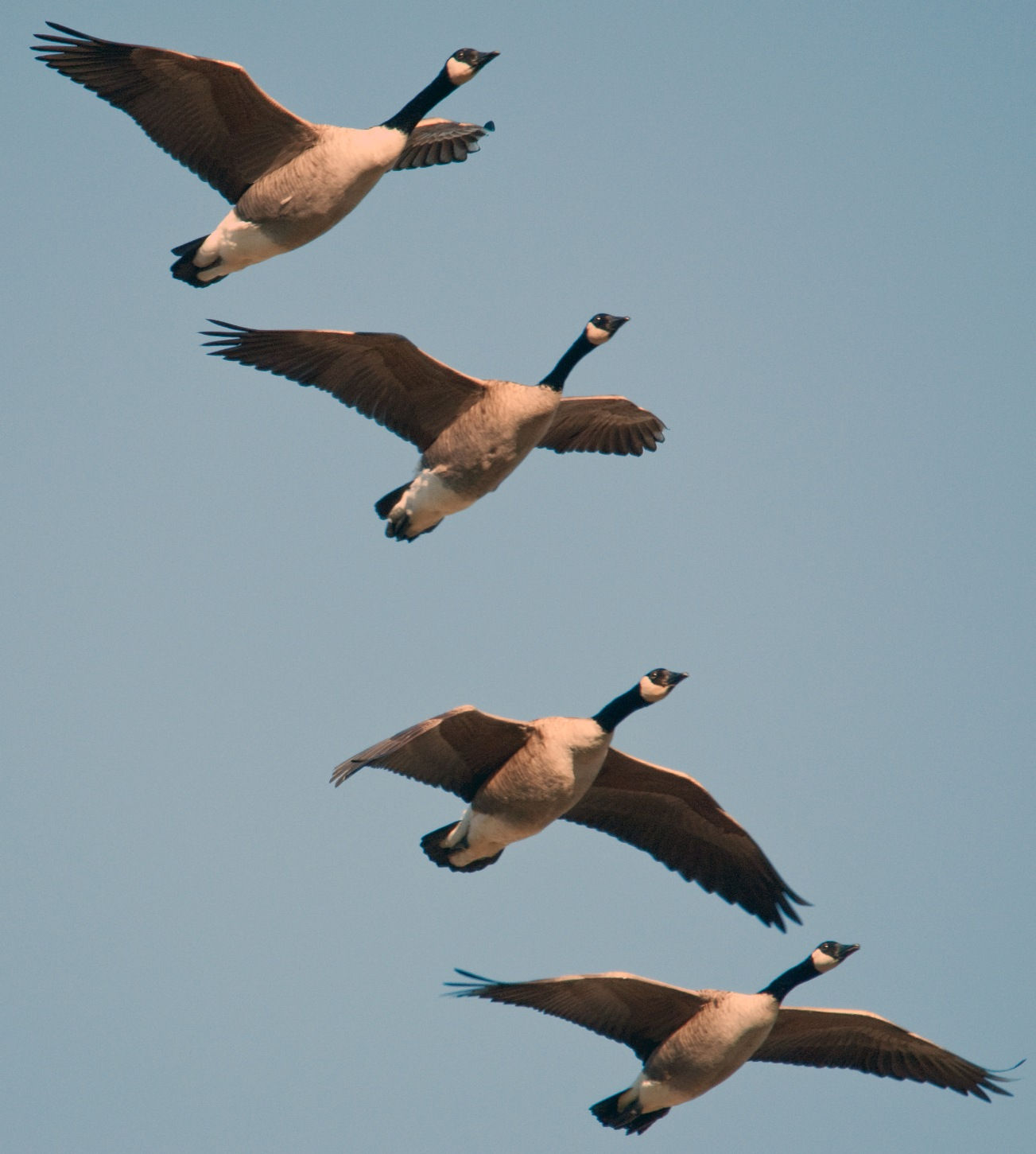 Wallpaper #4334F Canada Goose Migration a Complete Guide Birdfact