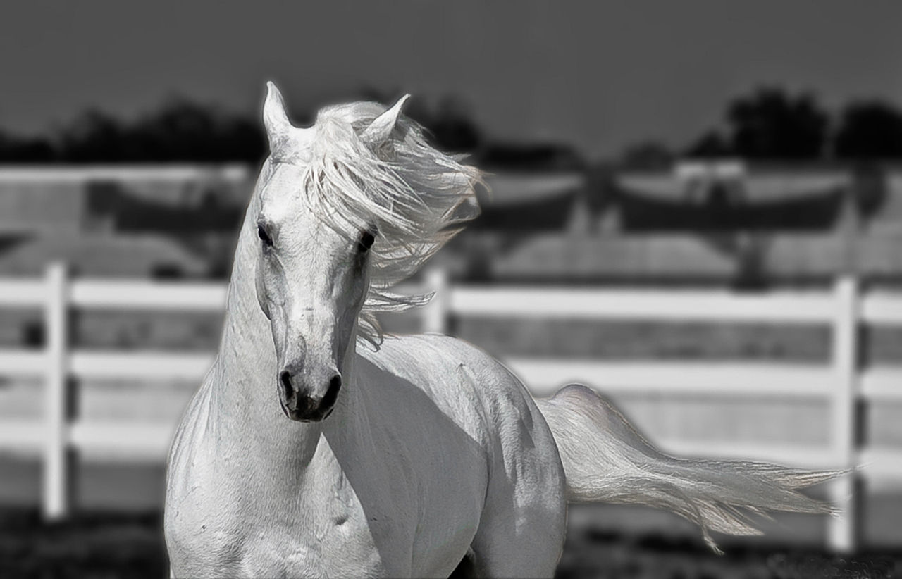 Wallpaper #8h2ULJMBlOZrFDOkIMqE242 HD Animals Wallpapers Beautiful White Horses