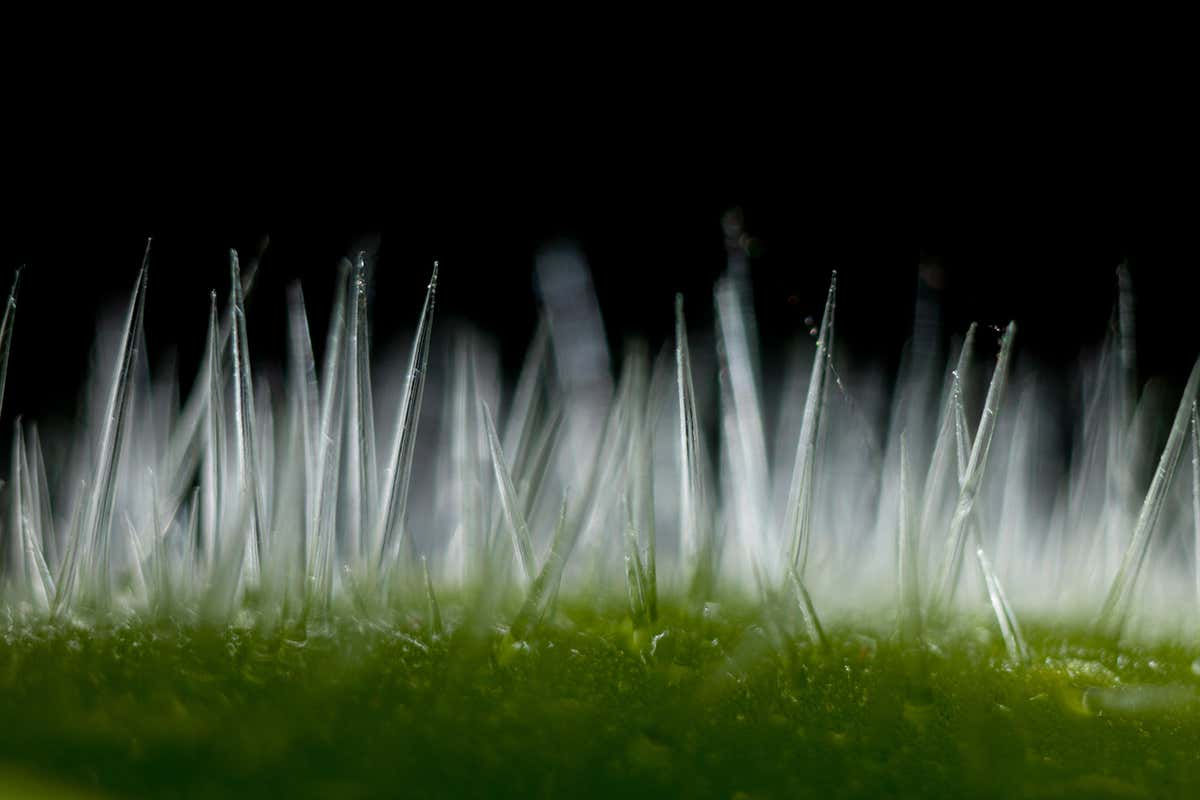 Wallpaper #8mcd_JIBSpphPi3-Y5bW287 Australian Stinging Tree Injects Animals with Spider Venom Like Toxin