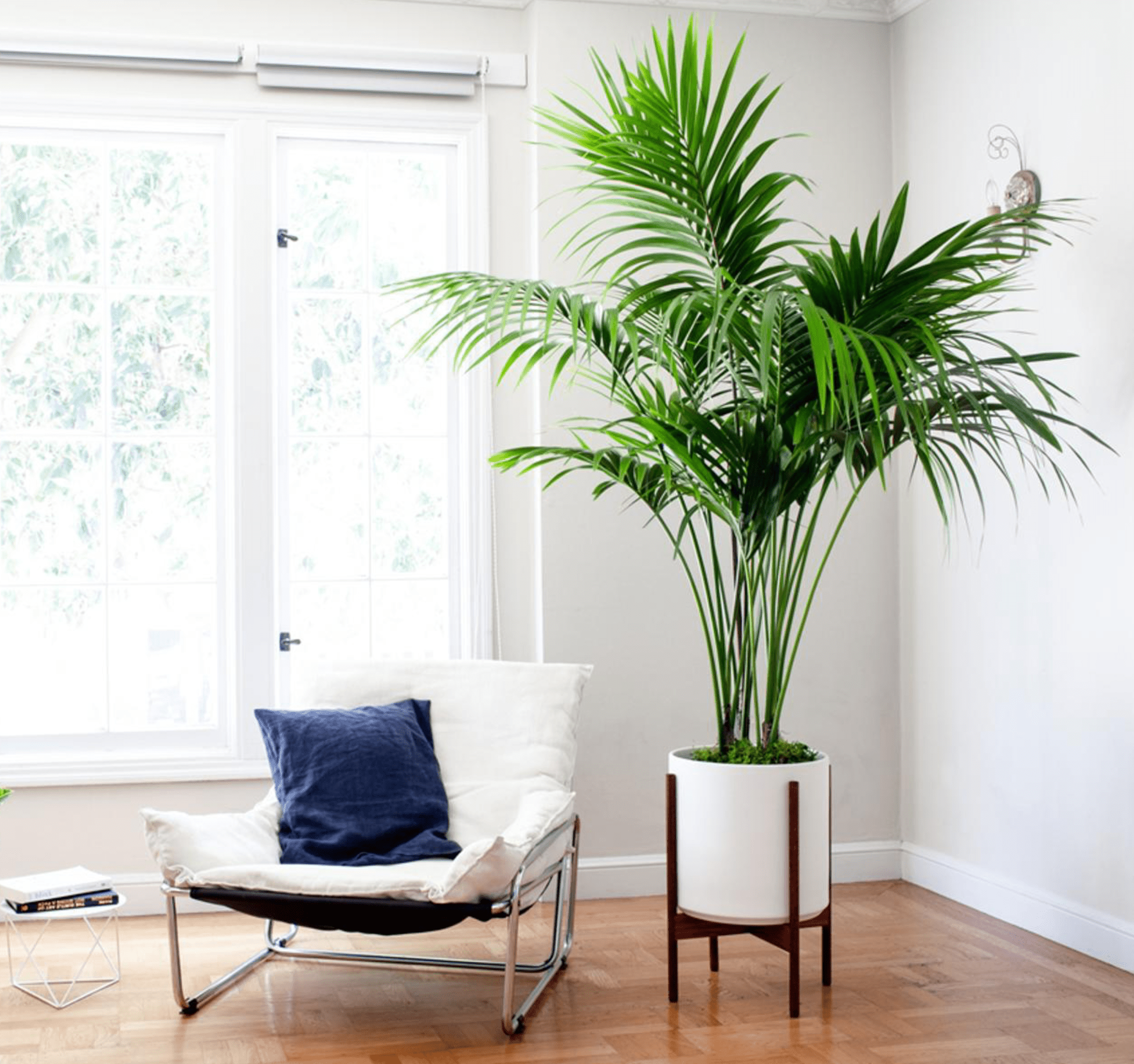 Wallpaper #b5610 30 Pretty House Plants Ideas for Living Room Decoration Living Room
