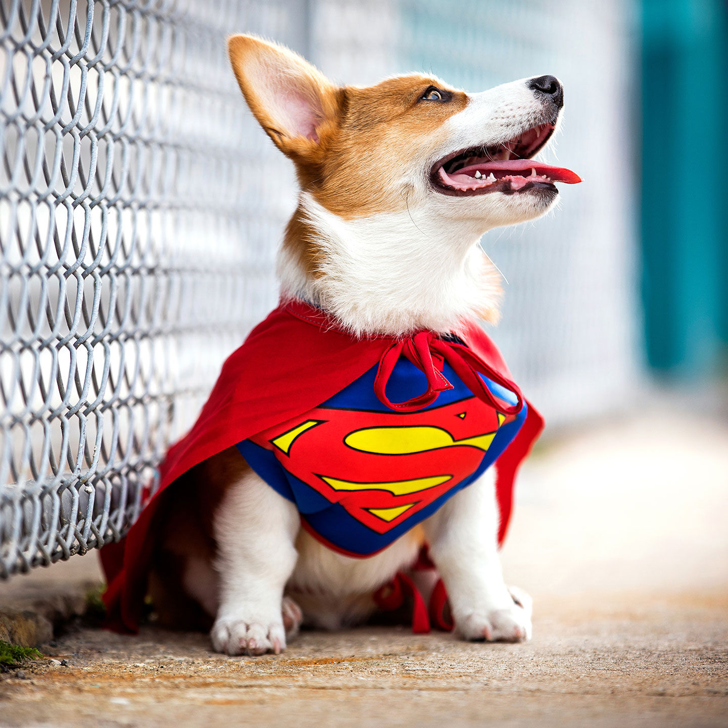 Wallpaper #2GgpF5MBSpphPi3-XA1q136 The Best Dog Superhero Costumes of 2021 Bechewy