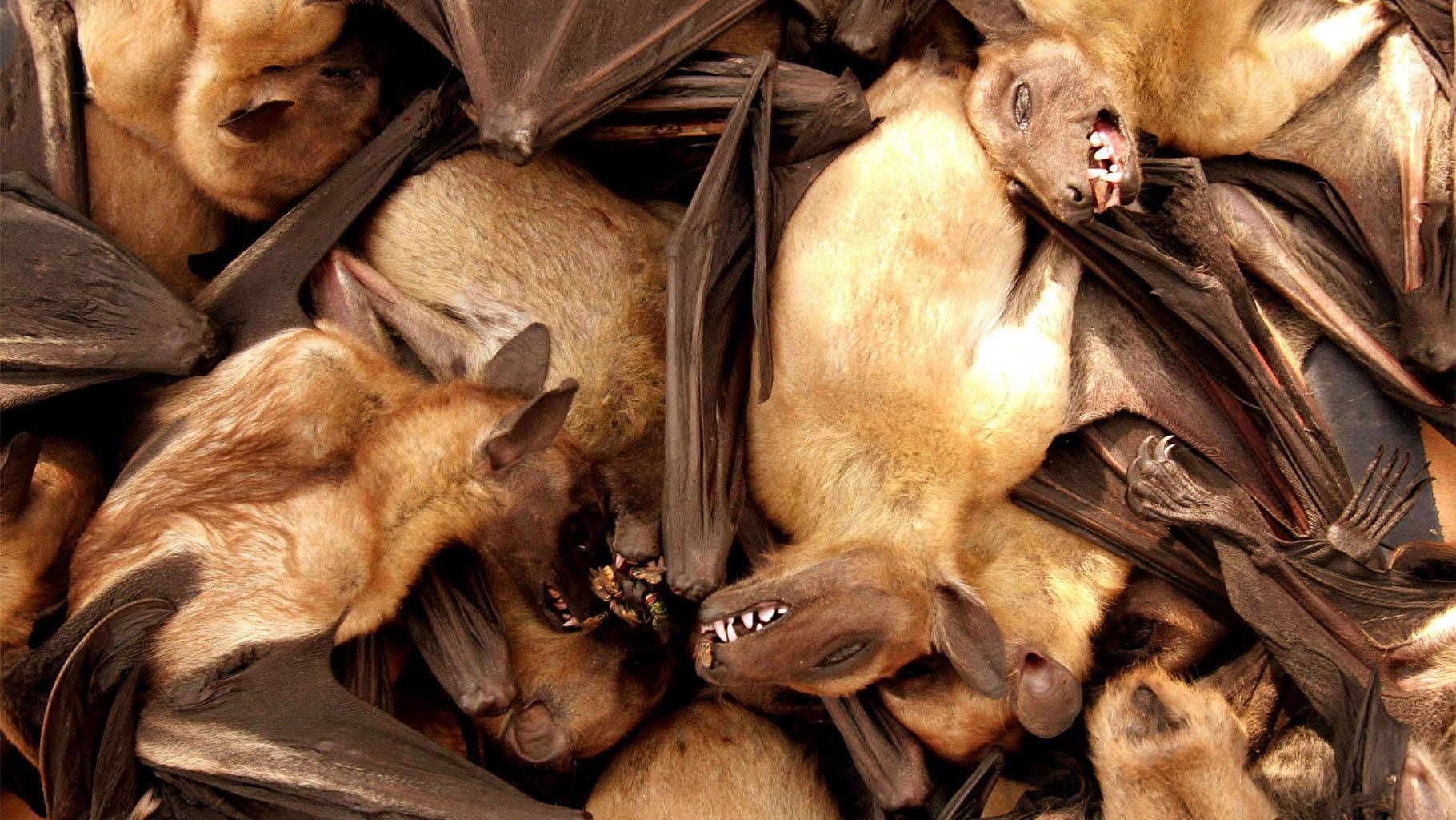 Wallpaper #uGcKC5MBSpphPi3-5NdM233 Why Are Hundreds of Bats Dropping Dead in Australia