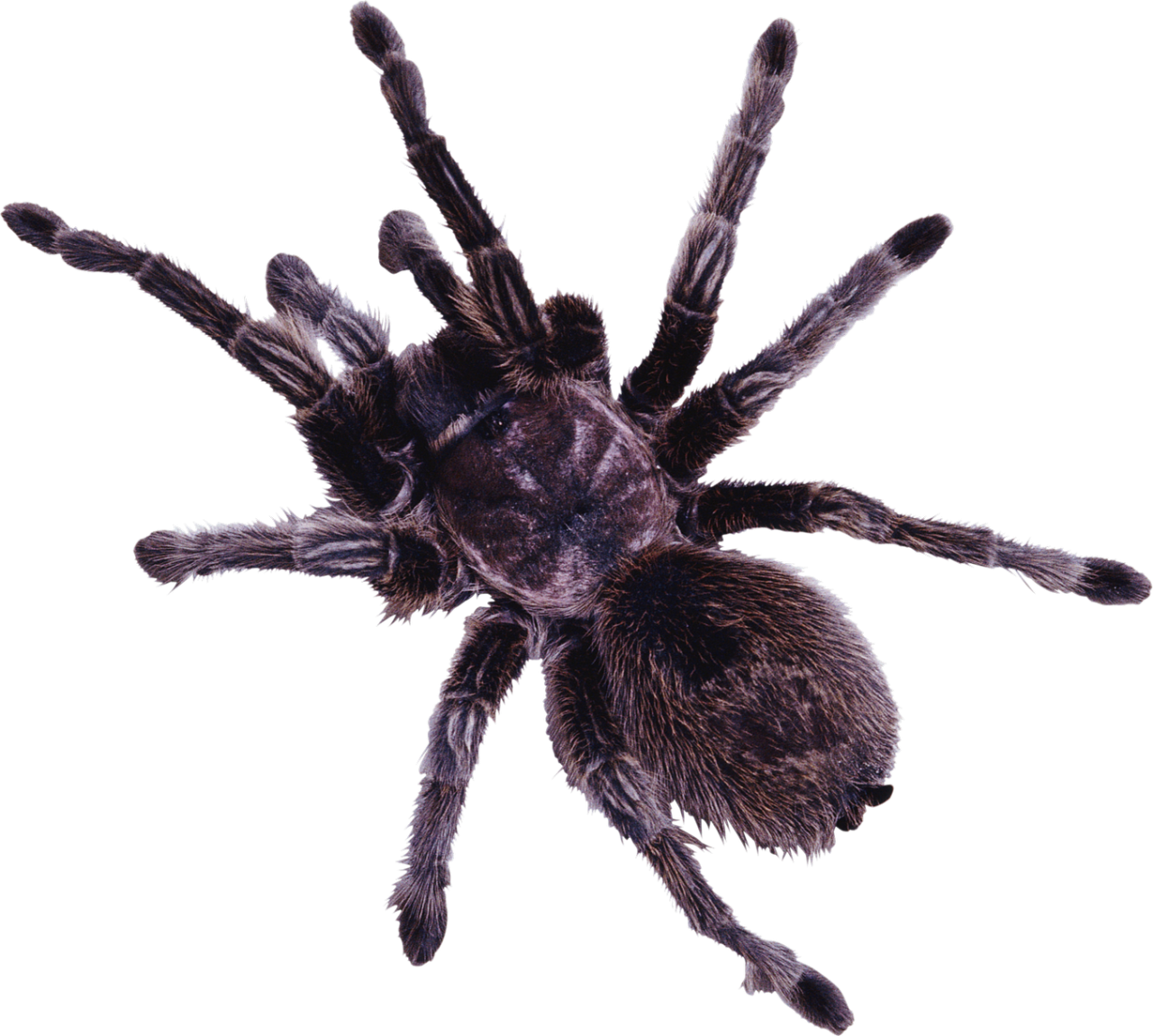 Wallpaper #n2GfLpMB3VrvfBrRMSSm67 Spider Png Image Purepng Free Transparent Cc0 Png Image Library