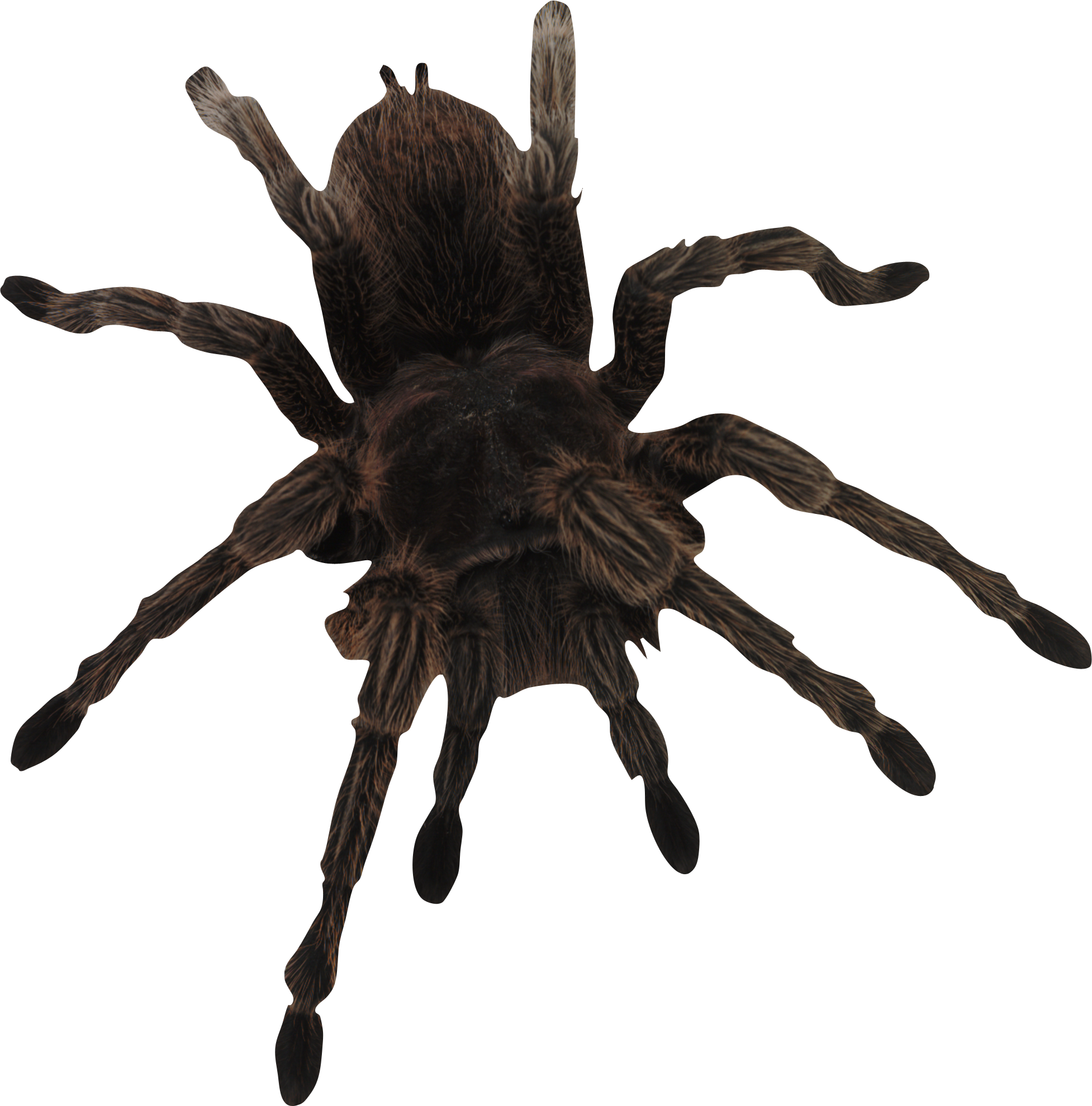 Wallpaper #n2GfLpMB3VrvfBrRMSSm53 Spider Png Image Purepng Free Transparent Cc0 Png Image Library
